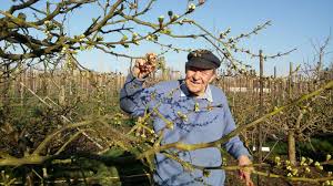 From apples and plums to figs and oranges, many trees produce delicious fruits in summer and autumn. Fruit Tree Growing Suffolk Fruit And Trees The Fruit Tree Specialists