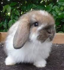 Mini Rex Rabbit Is A Small Size Plush Coat Bunny They Ve The Friendliest Personalities Of Mini Rex Rabbits M Pet Rabbit Care Holland Lop Cute Baby Animals