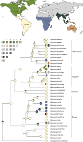 Image result for Bacopa hamiltoniana
