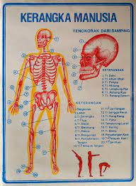 Rangka manusia dibentuk dari tulang tunggal atau gabungan (seperti tengkorak) yang ditunjang oleh struktur lain seperti ligamen, tendon, otot, dan organ lainnya. Fungsi Rangka Manusia Wikipedia