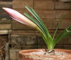 Image result for Crinum buphanoides