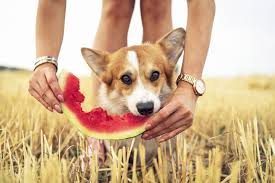 Watermelon has a long list of nutritional value. What Fruit Can Dogs Eat These Are The Healthiest Choices Daily Paws