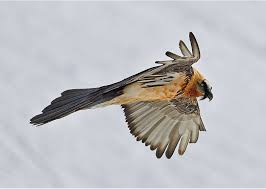 T +41 (0)44 450 68 06 e probartgeier@swild.ch. Greifvogelmonitoring Nationalpark Hohe Tauern