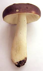 Image result for Russula compacta