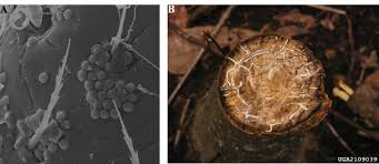 Investment management firms and investment managers can focus an entire investment strategy on. Pathologists And Entomologists Must Join Forces Against Forest Pest And Pathogen Invasions