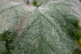 Different cultivars have different shaped leaves and different amounts of silver. How To Identify And Control Zucchini Diseases Gardener S Path