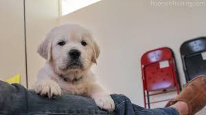 Puppy training series part 1 of 4: Puppy S First Night At Home