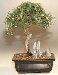 Image result for rosemary bonsai