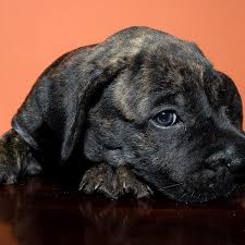 4 Things To Know About Presa Canario Puppies Greenfield