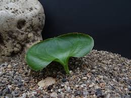 Image result for Eriospermum roseum