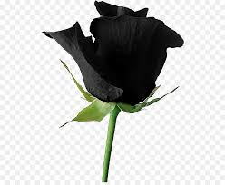 Arte de vector de flor negra png. Flor Planta Petalo Imagen Png Imagen Transparente Descarga Gratuita