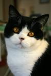 Black and White Cat Breeds - Cat Breeds Encyclopedia