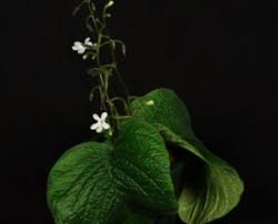 Image result for Streptocarpus eylesii × michelmorei