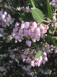 Image result for Hunteria densiflora