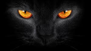See the best download free warrior cats backgrounds collection. Download Free Warrior Cats Backgrounds Pixelstalk Net