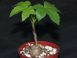 Image result for Cussonia natalensis