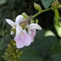 Image result for Psophocarpus scandens