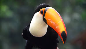 Toucans love rainforest, particularly tropical rainforest in warm regions with lots of rainfall. Toucan San Diego Zoo Kids