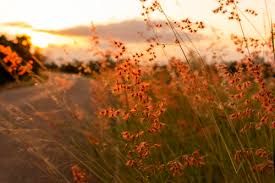 Beautiful vector, photo and png textures. Grass Flower On Sunset Background Stock Photo Free Download