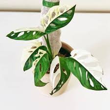 Monstera Monday Still 4 Days To Win A Beautiful Monstera Adansonii Variegated By Michelle House Plant Care Plant Care Houseplant Tropical House Plants