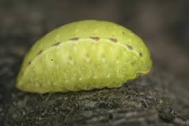 Image result for Apoda limacodes