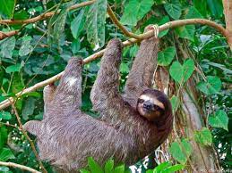 17 Astounding Facts About Sloths Rainforest Animals Amazon Rainforest Animals Sloth