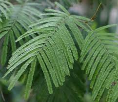 Image result for Acacia decurrens