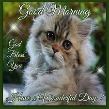 Cute Good Morning Cat Image Pictures Photos And Images For Facebook Tumblr Pinterest And Twitter