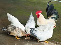 Check spelling or type a new query. Raising Bantam Chickens In Your Backyard Favorite Breeds