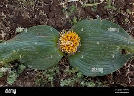 Image result for Daubenya