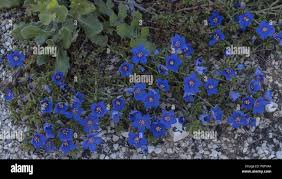 Image result for Lysimachia monelli