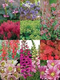 At rare roots, we provide various uncommon perennial plants for sale online. Shade Garden Bluestone Perennials