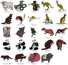 Australian Animals Google Search Rainforest Animals Forest Animals List Forest Animals