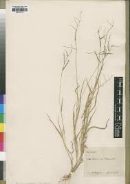 Image result for Urochloa semiundulata