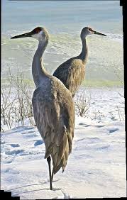 Birds That Lay Eggs On The Ground Ontario Pin By Charles Stuart On Cranes On Ground And Sky With Images Pet Birds Sea Birds Ontario Birds
