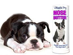 We specialize in rescuing pitbulls. Boston Terrier Puppies Long Island Ny Pets Lovers