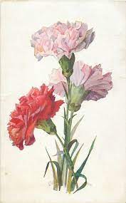 Three Carnations Tuckdb Botanical Drawings Botanical Art Flower Drawing