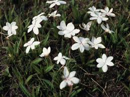 Image result for Hypoxis subspicata