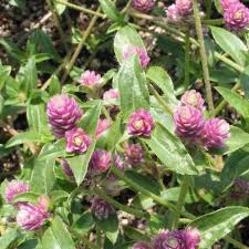 Image result for Gomphrena celosioides