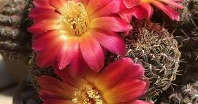 43rd Annual Succulent Plants Symposium