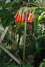 Image result for Scadoxus cinnabarinus