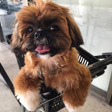 One white brown.grey brown white momma here for u two see… In The Supermarket Shih Tzu Puppy Shih Tzu Shih Tzu Puppy Haircuts