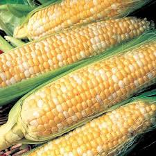 Maybe you would like to learn more about one of these? Vegetable Seeds Sweet Corn Seed Peaches Cream Sweet Corn Seeds Fresh Seed Free Shipping Home Garden