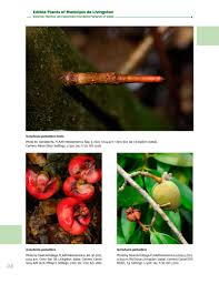 Image result for Symphonia globulifera