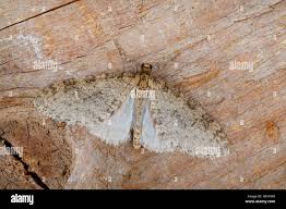 Image result for Trichopteryx