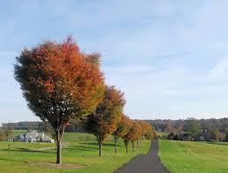 Image result for green vase zelkova tree