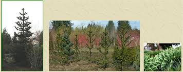 Learn how to grow a monkey puzzle tree with yolanda vanveen. Monkey Puzzle Tree