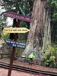 Did you know that redwood national and state parks offers protects more than just redwood forests? Redwood National Park Day Trip Guide Angie Away