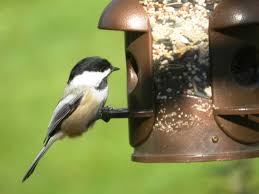 Black And White Birds In Pa 16 Common Songbirds Of Pennsylvania Common Birds Song Bird Backyard Birds