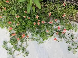Image result for Indigofera filipes